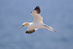 fliegender Basstlpel