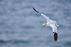 fliegender Basstlpel