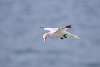 fliegender Basstlpel