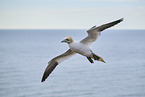 fliegender Basstlpel