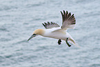 fliegender Basstlpel