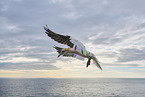 fliegender Basstlpel