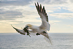 fliegender Basstlpel