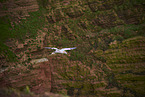 fliegender Basstlpel