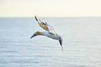 fliegender Basstlpel