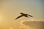 fliegender Basstlpel