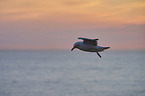 fliegender Basstlpel