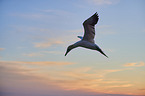 fliegender Basstlpel