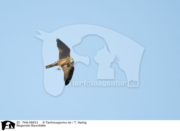 fliegender Baumfalke / flying hobby / THA-08833