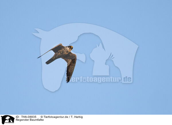 fliegender Baumfalke / flying hobby / THA-08835