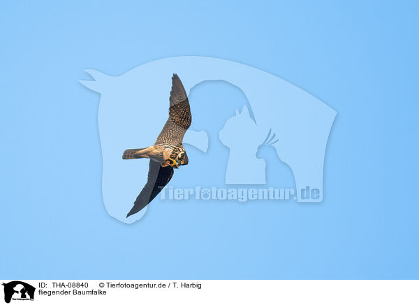 fliegender Baumfalke / flying hobby / THA-08840