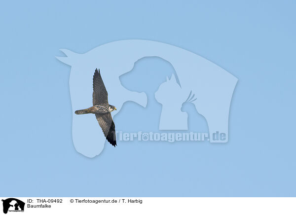 Baumfalke / Eurasian hobby / THA-09492