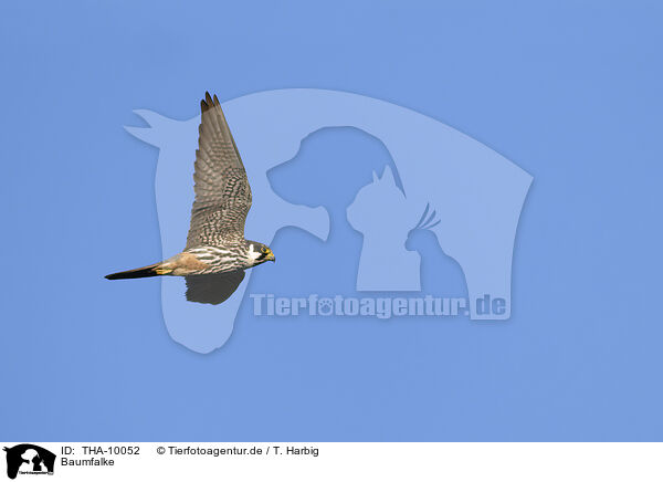 Baumfalke / Eurasian hobby / THA-10052