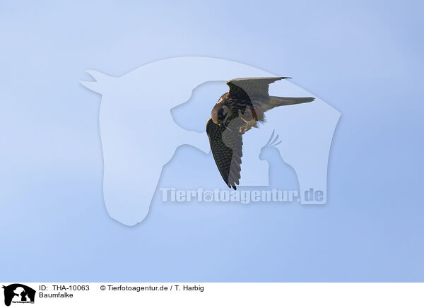 Baumfalke / Eurasian hobby / THA-10063