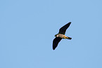 fliegender Baumfalke