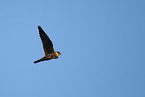 fliegender Baumfalke