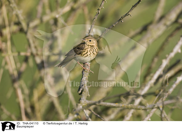 Baumpieper / tree pipit / THA-04110