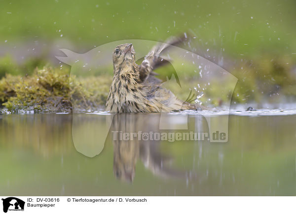 Baumpieper / DV-03616