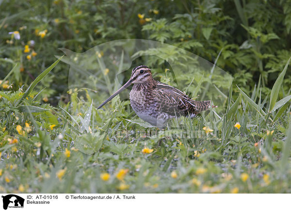 Bekassine / Common Snipe / AT-01016
