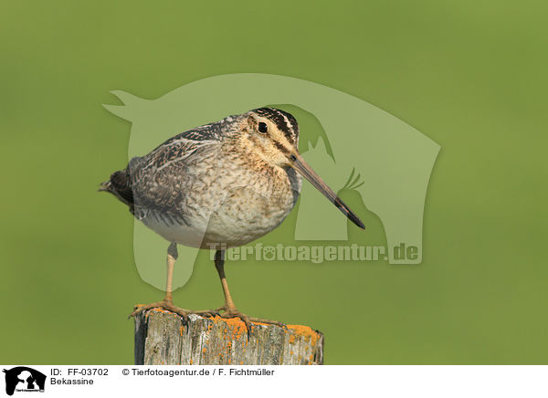 Bekassine / common snipe / FF-03702