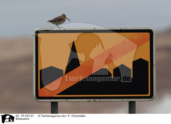 Bekassine / common snipe / FF-05137