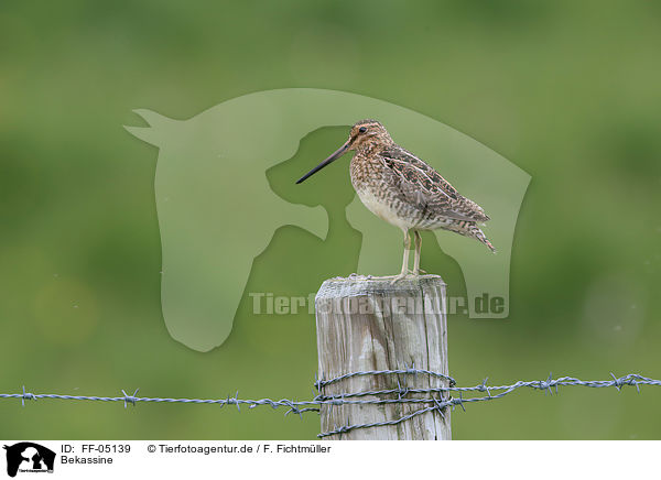 Bekassine / common snipe / FF-05139