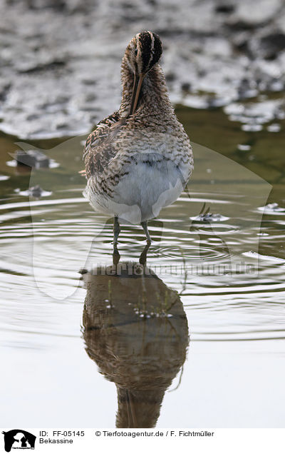 Bekassine / common snipe / FF-05145