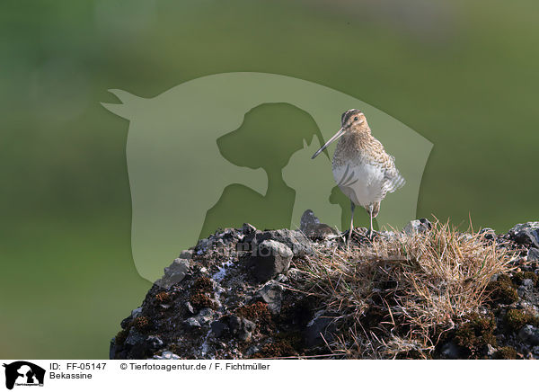 Bekassine / common snipe / FF-05147