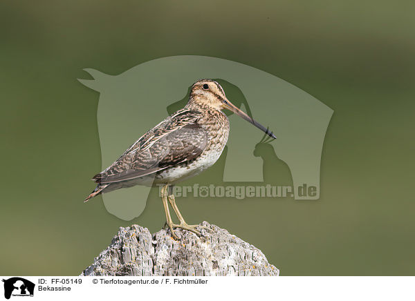 Bekassine / common snipe / FF-05149