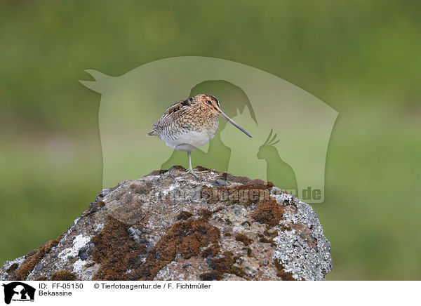 Bekassine / common snipe / FF-05150
