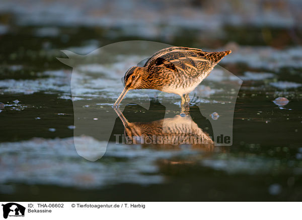 Bekassine / Common snipe / THA-06602