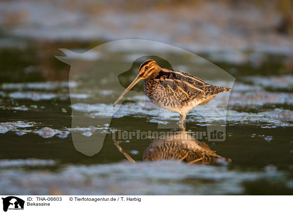 Bekassine / Common snipe / THA-06603