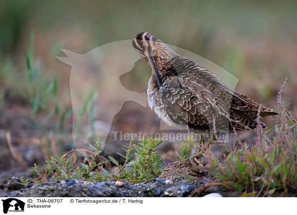 Bekassine / Common snipe / THA-06707