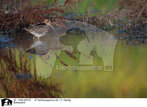 Bekassine / Common snipe / THA-06737