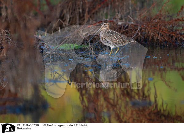 Bekassine / Common snipe / THA-06738