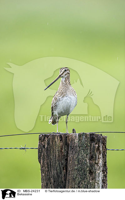 Bekassine / Common Snipe / MBS-24231