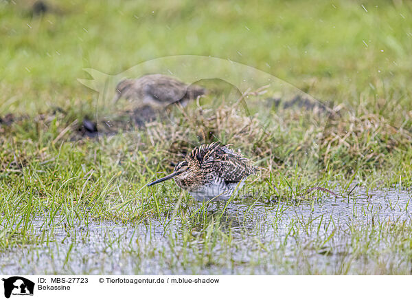 Bekassine / common snipe / MBS-27723