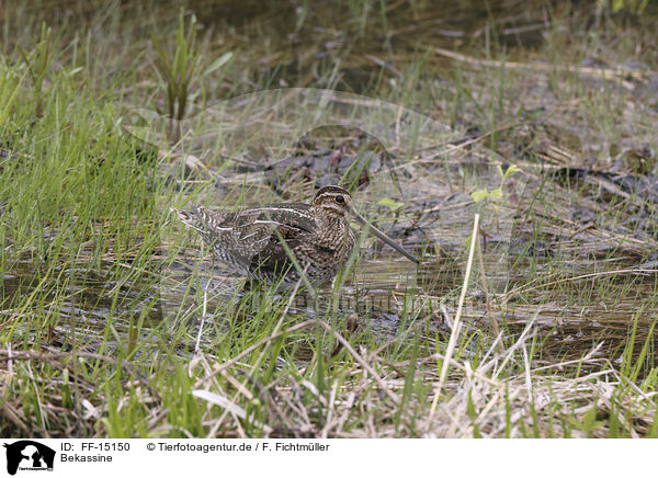 Bekassine / common snipe / FF-15150