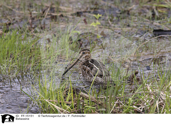 Bekassine / common snipe / FF-15151