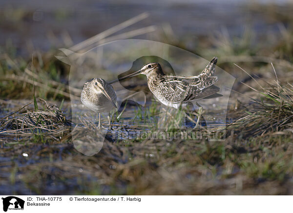 Bekassine / common snipe / THA-10775