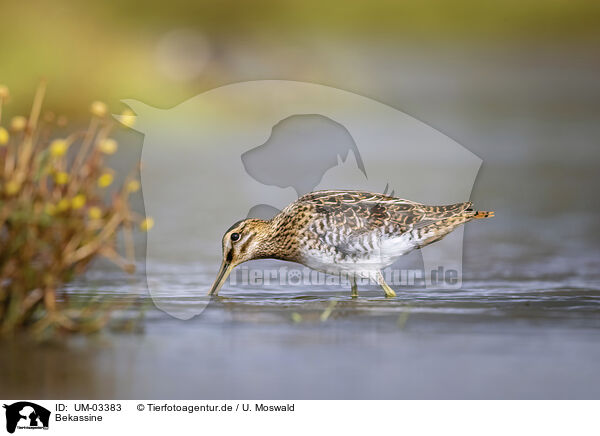 Bekassine / commo snipe / UM-03383