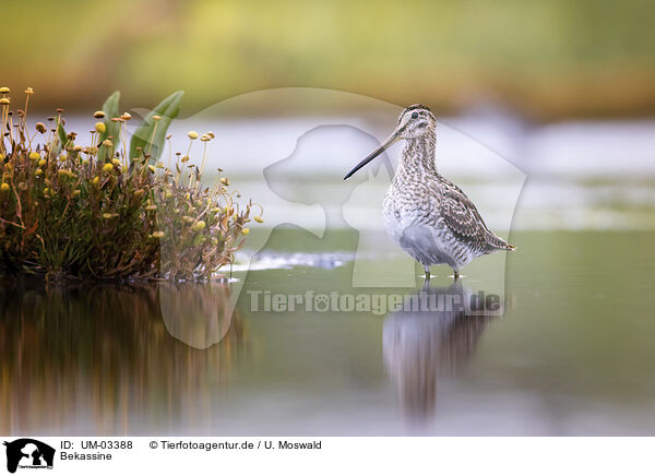 Bekassine / commo snipe / UM-03388