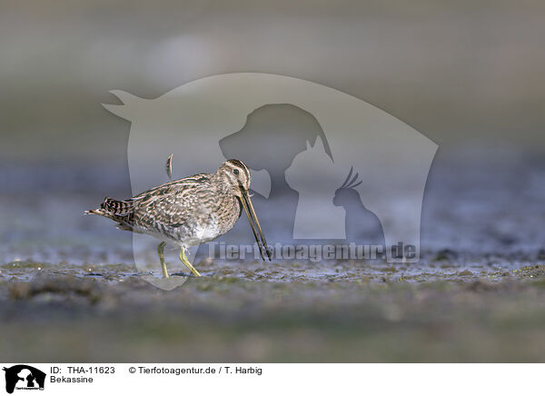 Bekassine / common snipe / THA-11623