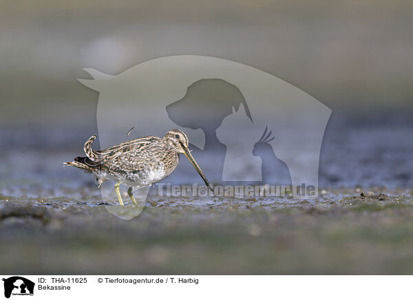 Bekassine / common snipe / THA-11625