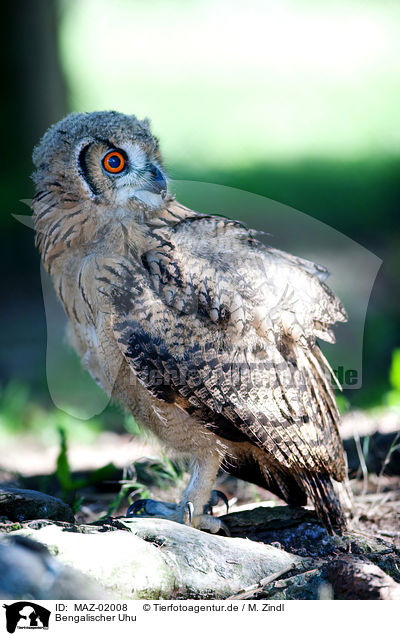 Bengalischer Uhu / bengal eagle owl / MAZ-02008