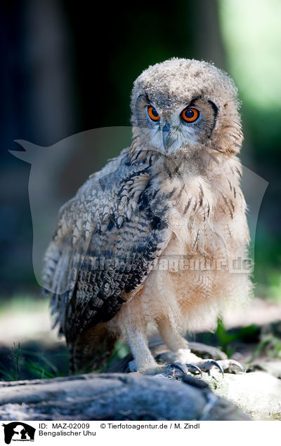 Bengalischer Uhu / bengal eagle owl / MAZ-02009