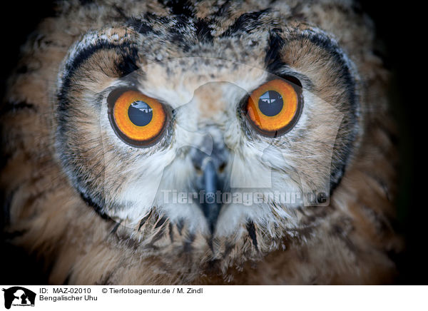 Bengalischer Uhu / bengal eagle owl / MAZ-02010