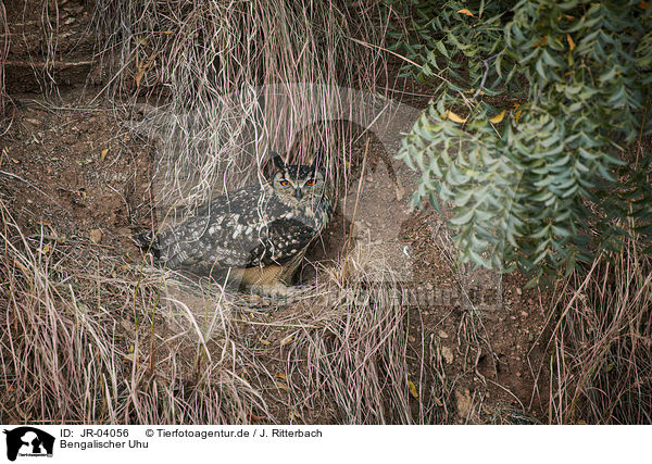Bengalischer Uhu / bengal eagle owl / JR-04056