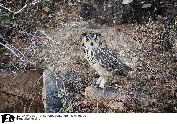 Bengalischer Uhu / bengal eagle owl / JR-04059
