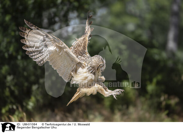 fliegender Bengalischer Uhu / UM-01084